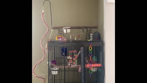 Musical parrot rocks out to some AC/DC riffs