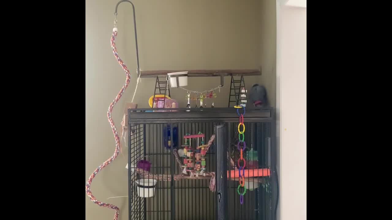 Musical parrot rocks out to some AC/DC riffs