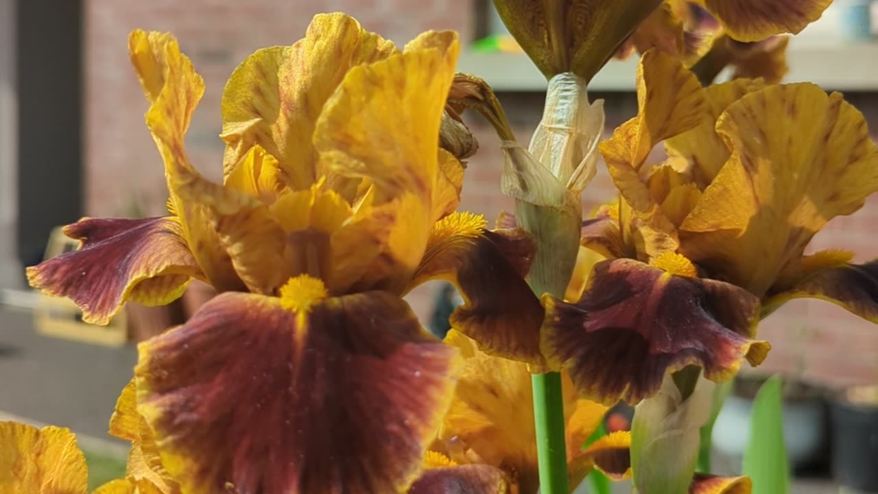 Bearded iris