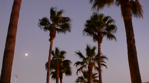 palm trees in Tunisia and the moon at sunset