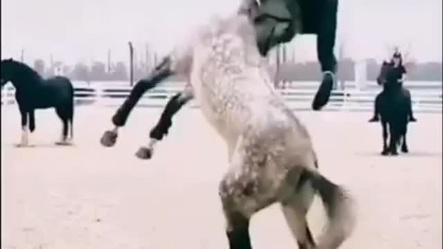 Animal amazing comedy video #short #Funny