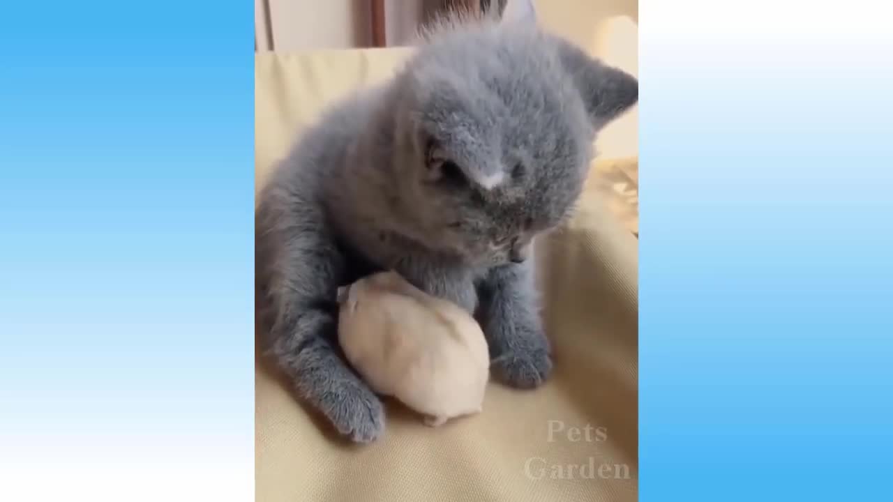 💕💕CUTE PETS try not to laugh!! ahaha 😂🤣🤣😂😂💥💥💥💥