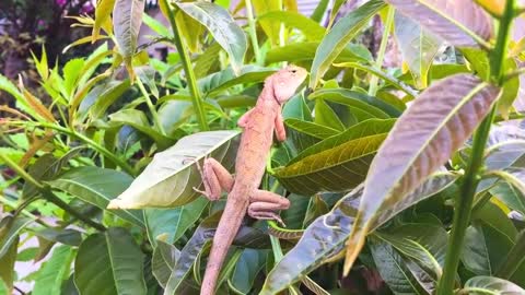 Lagarto Réptil Folhas Plantas Arbusto Leiolepis