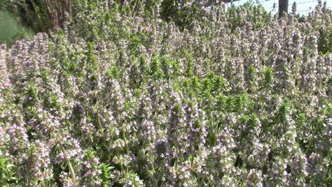 Flight of the Mason Bee