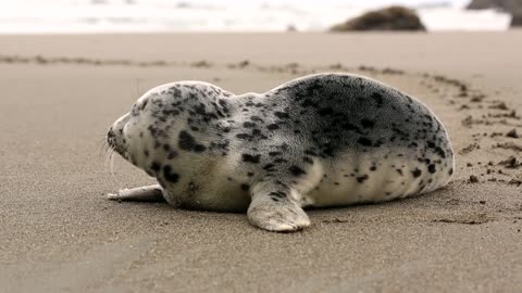 Beatiful animal on the beach