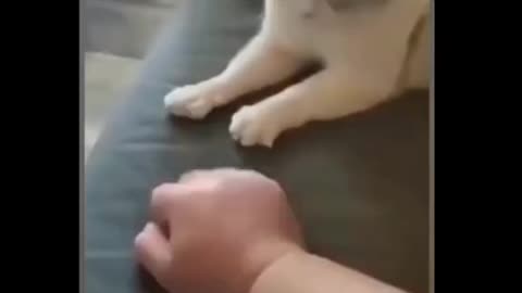 Funny cat copies what his owner's hand does