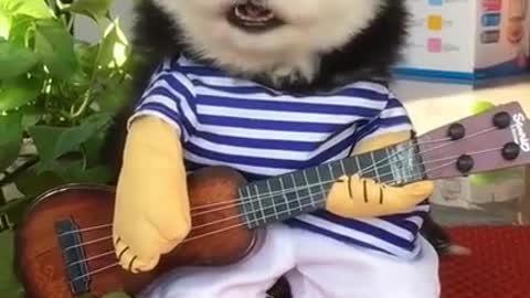 Cute dog try to play guitar funny video