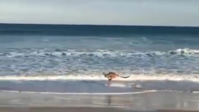 Kangaroo 🦘 enjoy summer at beach.
