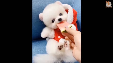 Most Famous Pomeranian TikTok Compilation 2021