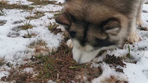 Use THIS to Stop Your Dog from Digging