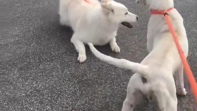 #33 male white brown boxer #47 female white husky April2022