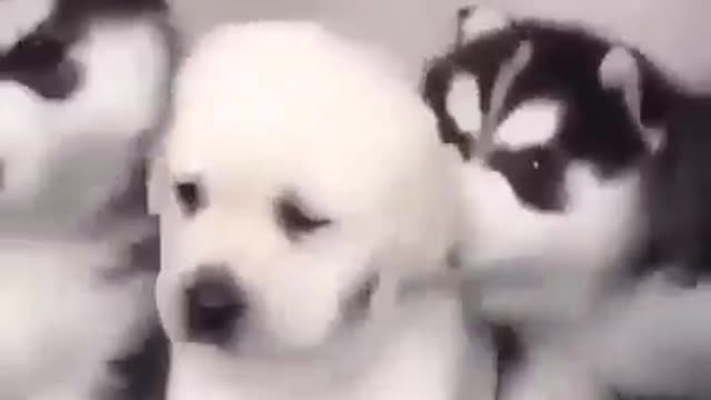 Dog that will make you laugh