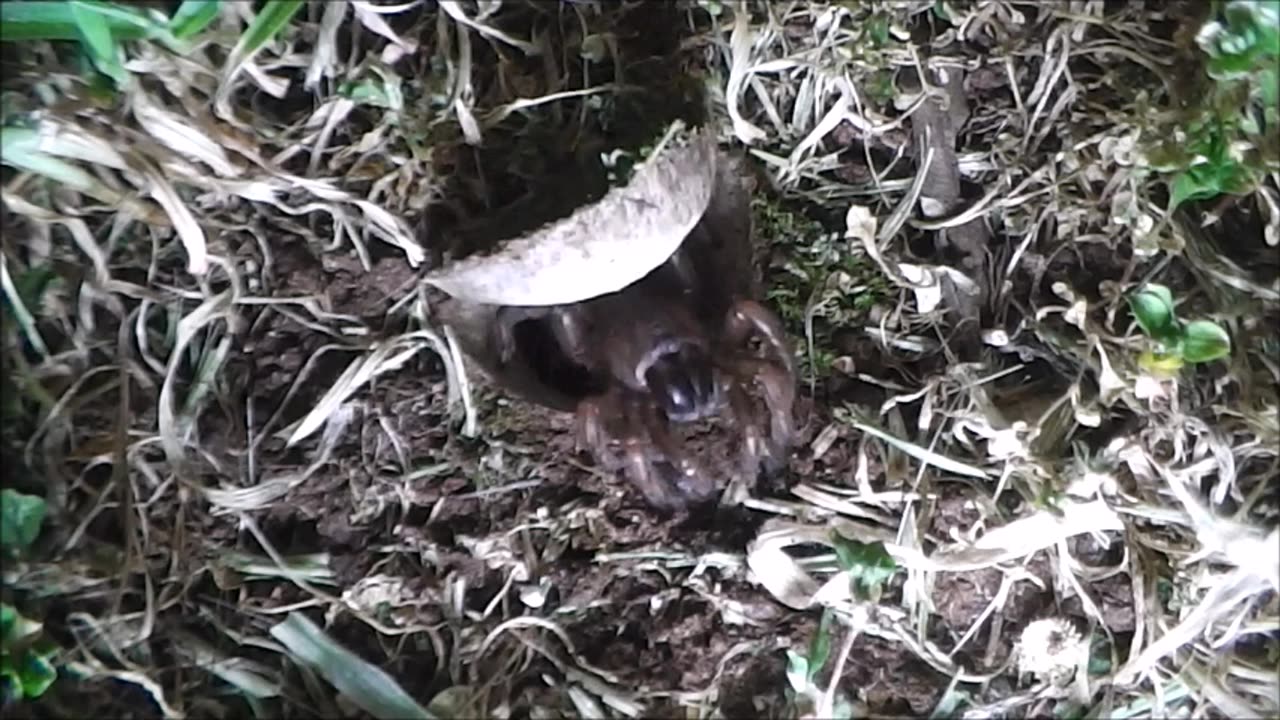 Trapdoor Spider And The Locals