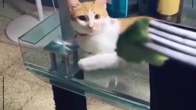 Funny Cats 2021 - Funny Cat Reaction