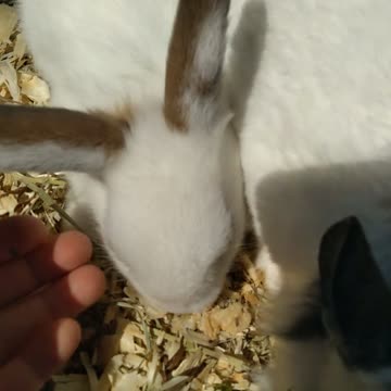 All my new Rabbits