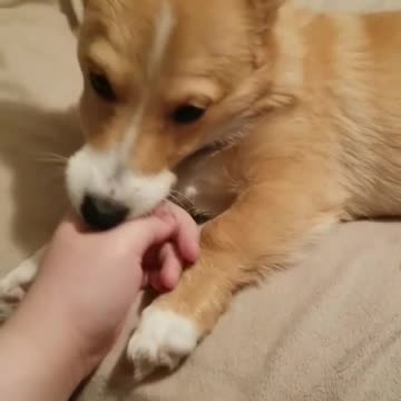 Corgi throwback