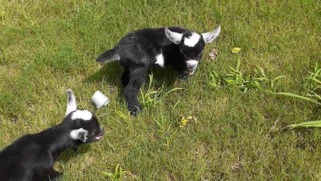 Baby Goats 1st time Grass