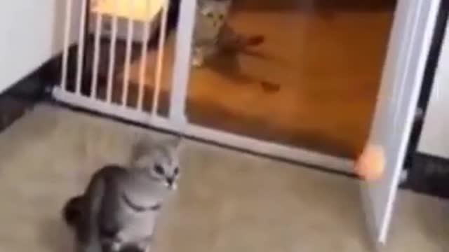 Two cats fighting