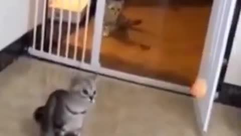 Two cats fighting