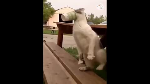 Cats and dogs funny moment