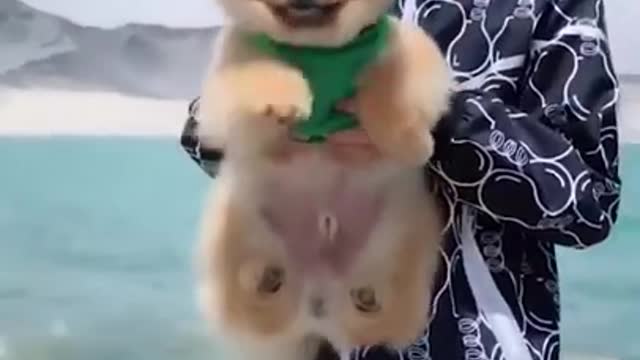 The Pomeranian dog with flapping limbs is funny and cute!