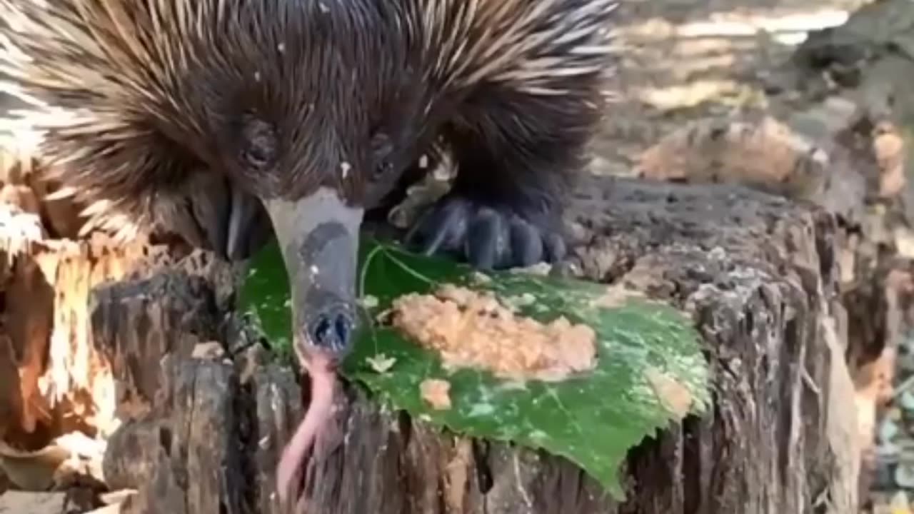 Pre historic animal that are still alive |