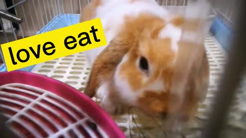 Tom is a rough eater, but he is cute and lazy