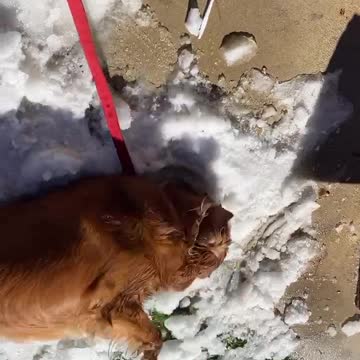 Stop, Drop, and Roll for Snow