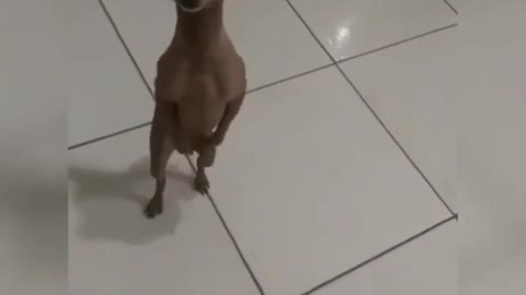 dancing dog