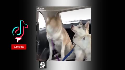 Cute Funny Husky