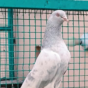 Bichu Breed Pigeons Of Ustad Malik Mohkam Khokhar