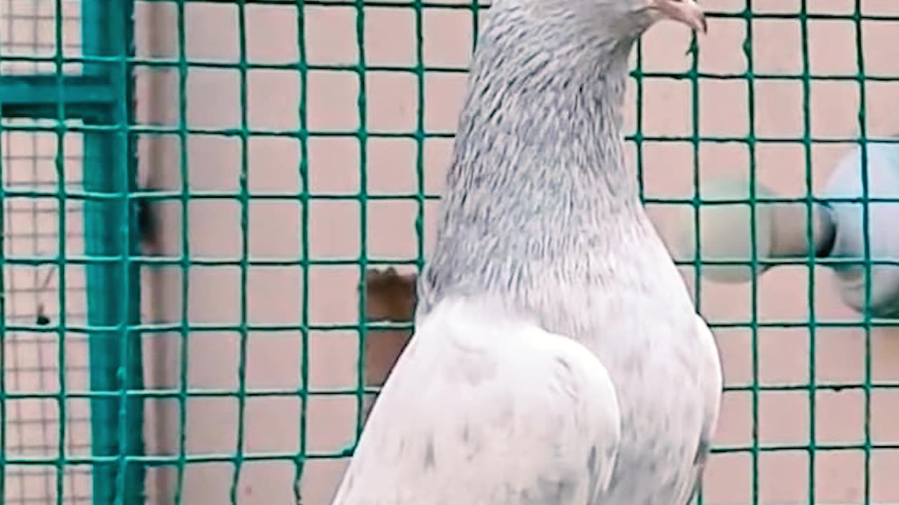 Bichu Breed Pigeons Of Ustad Malik Mohkam Khokhar