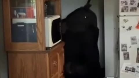 Bear In Kitchen Eats All The Snacks