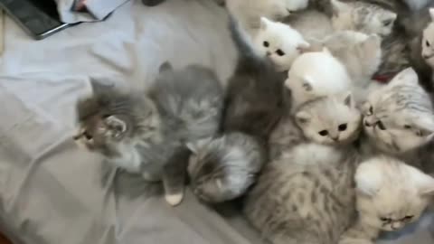 Cute baby kitten 🐈🐾🥰🥺🍼🐥