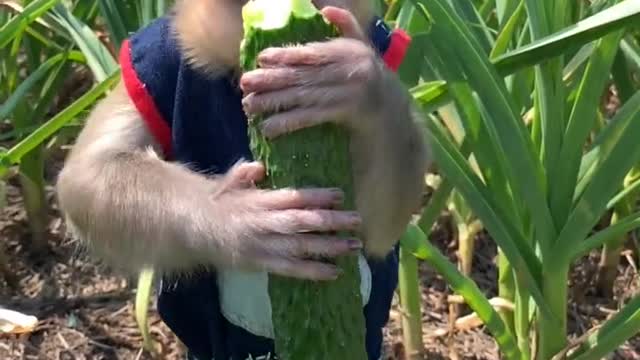 Gnaw cucumbers in the garlic field