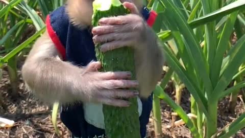 Gnaw cucumbers in the garlic field