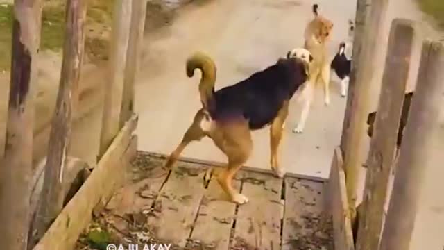 Enjoy Enjaami - CAT and DOG sing