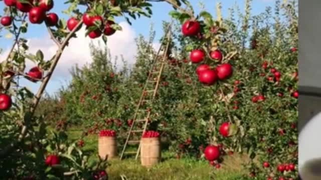 HEALTH BENEFITS OF APPLES | follow for more video like this