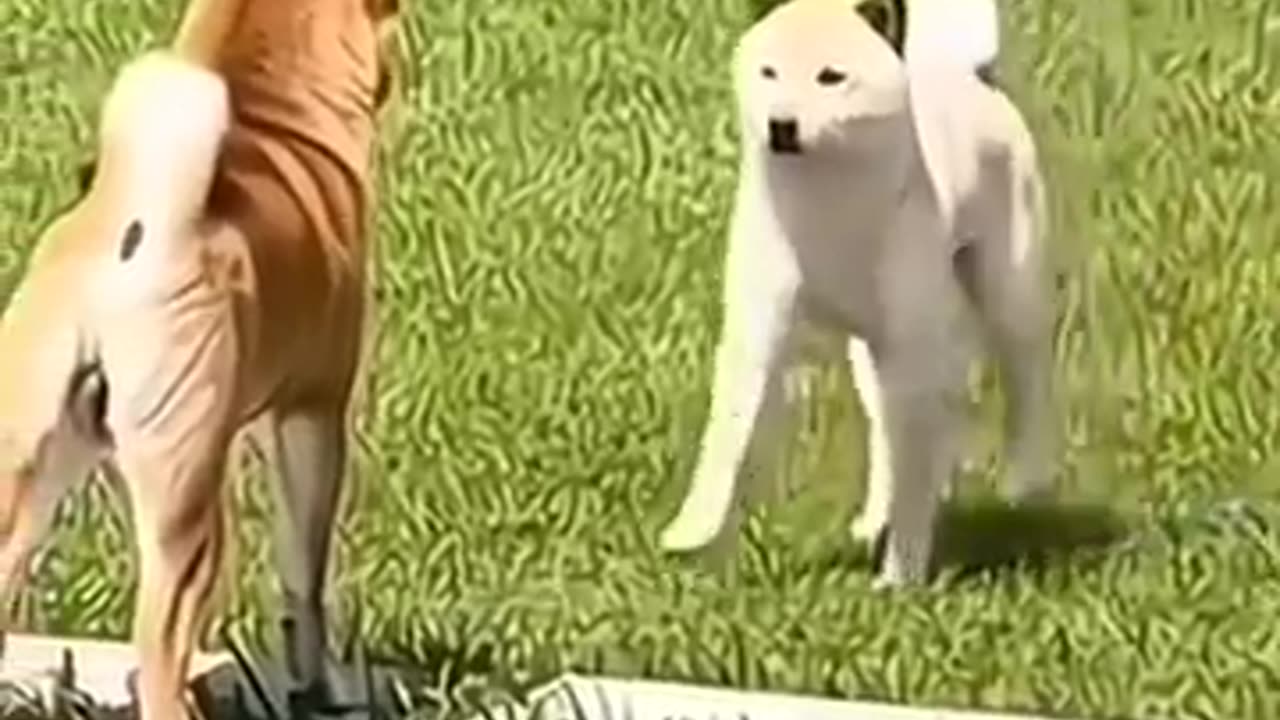 Love and cat and dog funny