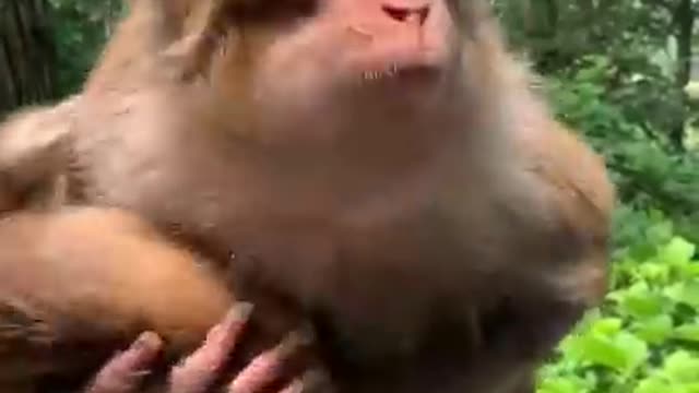 Feeding Monkey Video, Grape