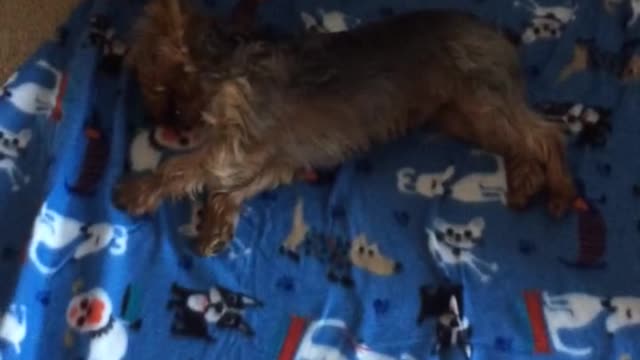 Small brown dog rolls around mat