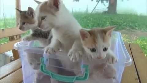 Cat playing in the basket