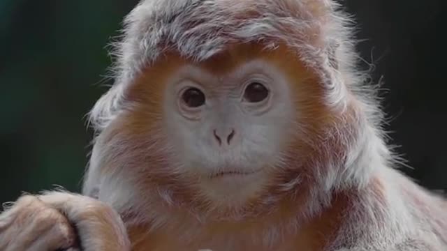 Ebony langur Monkey | cuteness overload monkey