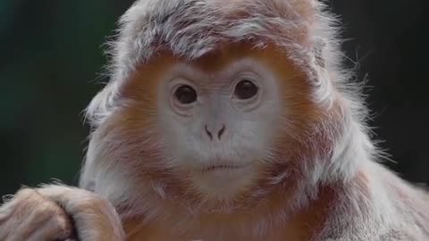 Ebony langur Monkey | cuteness overload monkey