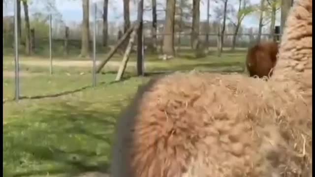 Animal