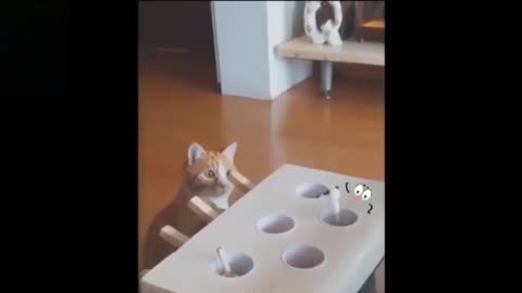 funny cats and dogs viral