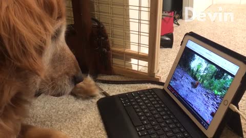 Orange dog watching squirrel on laptop