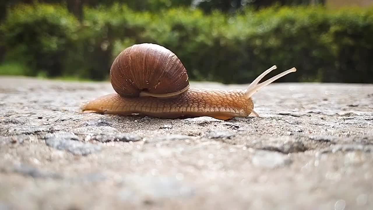 snail walking