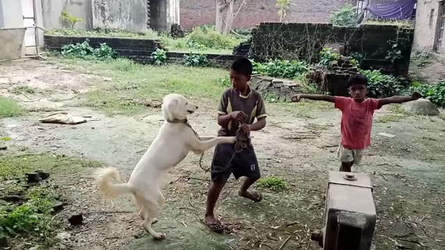 Funny dog