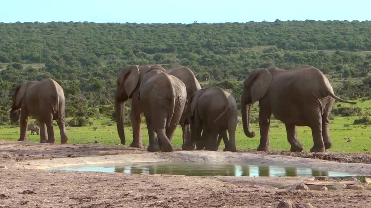 ELEPHANTS. LITTLE.ELEPHANT ALL FAMILY